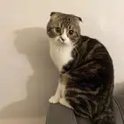 قط سكوتش فولد ضائع   Missing Scotch fold cat