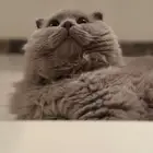 قط سكوتش للتزاوج
