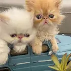 متاح فندقة وتزاوج قطط مستويات توب التوب