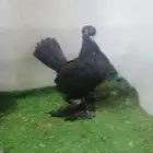 الا سكا اسود(تم البيع)
