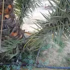 فسيل هلالي وشيشي