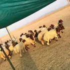 غنم بريه للبيع مع خدمه التوصيل والسلخ الضوء الشارد للاغنام