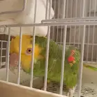 دبل يلوهيد جرئ جدا كبتن كلام طير دلوع وصوت جهوري ماقنا