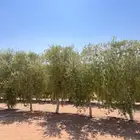 اشجار زيتون ونخيل