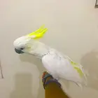 كوكاتو سلفر كرستد(تم البيييع)