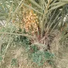 نخيل مثمر للبيع صقعي سكري اخلاص هلالي مجدوله مصيفه