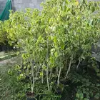 شتلات فكس مبرقش 15 ريال