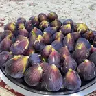 شتلات تين العبيد فاخرة للمناطق الحارة