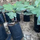 شتلات تين العبيد