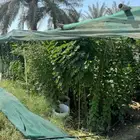 اي شتله ب 20 ريال فقط شتلات ورد و توت و غيررر