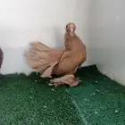 جوز الاسكا ( تم البيع )