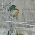 ذكر روز طق طق أليف ربوة مهمول الاحساء