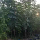 اشجار زينه وتشجير للبيع