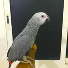 فرخ كاسكو جامبو(تم البييع)