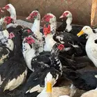 ذكور بط مسكوفي