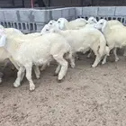 اقساط تمارا وتابي خرفان حري فل الفل