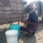عسل سمره مشروط خالي من التغذيه
