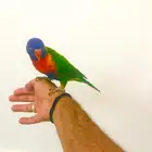 لوري رينمبو اليف(تم البيع)