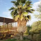 واشنطونيا 4 متر