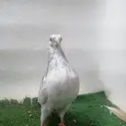 كوري (تم البيع)