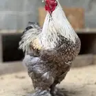 للبيع صيصان براهما
