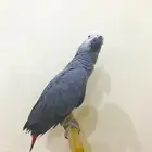 كاسكو(تم البيع)