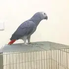 فرخ كاسكو متكلم(تم البيع)