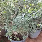 نبات الحناء