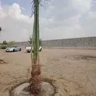 نخل للبيع مثمرة جميع الأنواع