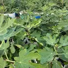 مشروع تين اصناف ممتازه ومنوعه للبيع جمله