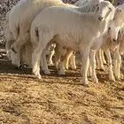 ذبايح طليان ورخال مع الذبح والتوصيل