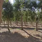 اشجار زيتون جميع مقاسات والانواع من 2 الي 4 متر