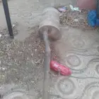 شكمان للبيع