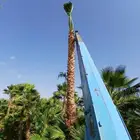 مصدر الاشجار زراعة  لاند سكيب مشاريع بيوت قصور شاليهات