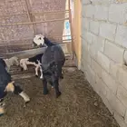 نجد مولدات تم البيع