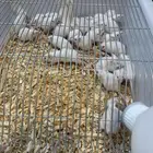 فئران تجارب 3 ريال