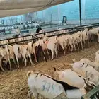 طليان بربري وتيوس ماشاء الله تبارك الرحمن