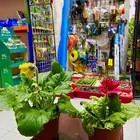 الجبيل مشتل وردة المنزل