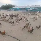 دجاج بلدي