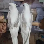 فرخين طفرات هافي بايد رسمة سبيلت رسسف