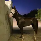 تم البيع فحل اديب مع الخيل ومدرسة للاطفال