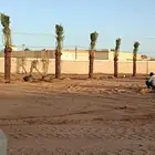 نخل للبيع مثمر الرياض رماح نخل بنبان نخيل الدرعيه نخل