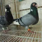 فحل ابلق شامي