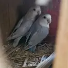 زوج روز منتج (( تم البيع ))