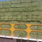 برسيم ورق وأعود ناعم