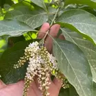 شتلات ياسمين استرالي