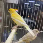 كناري مغرد