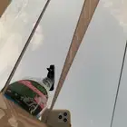 كتوف لنكون - ماركيز - فكتوريا