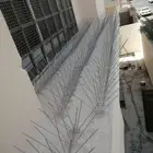 شركة مكافحة الحمام بتبوك