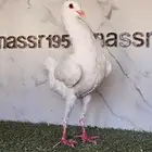 ذكر مالتيز مستوى طيب (( تم البيع ))